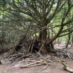 West Hanger in Shere Woodlands in Shere, Near Guildford, Surrey Hills