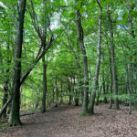 West Hanger in Shere Woodlands in Shere, Near Guildford, Surrey Hills
