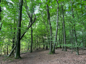 West Hanger in Shere Woodlands in Shere, Near Guildford, Surrey Hills