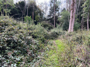 Combe Bottom in Shere Woodlands in Shere, Near Guildford, Surrey Hills