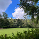 Combe Bottom in Shere Woodlands in Shere, Near Guildford, Surrey Hills