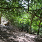 Combe Bottom in Shere Woodlands in Shere, Near Guildford, Surrey Hills
