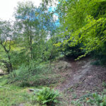 Combe Bottom in Shere Woodlands in Shere, Near Guildford, Surrey Hills
