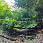 Combe Bottom in Shere Woodlands in Shere, Near Guildford, Surrey Hills