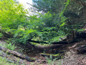 Combe Bottom in Shere Woodlands in Shere, Near Guildford, Surrey Hills