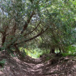 Combe Bottom in Shere Woodlands in Shere, Near Guildford, Surrey Hills