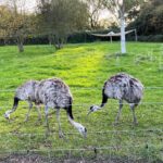Hobbledown Farm and Adventure Park in Epsom