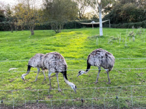 Hobbledown Farm and Adventure Park in Epsom