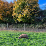 Hobbledown Farm and Adventure Park in Epsom