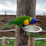 Hobbledown Farm and Adventure Park in Epsom