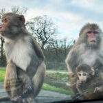 Longleat Safari Park and Adventure Gardens, Warminster, Wiltshire