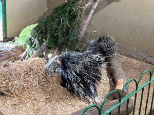 Longleat Safari Park and Adventure Gardens, Warminster, Wiltshire