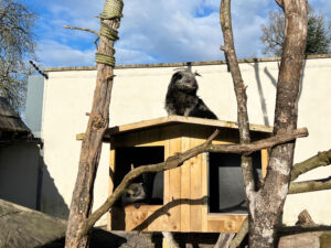 Longleat Safari Park and Adventure Gardens, Warminster, Wiltshire