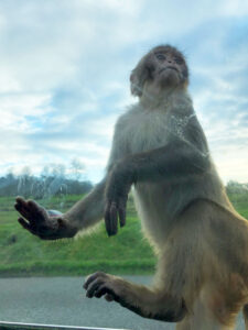 Longleat Safari Park and Adventure Gardens, Warminster, Wiltshire