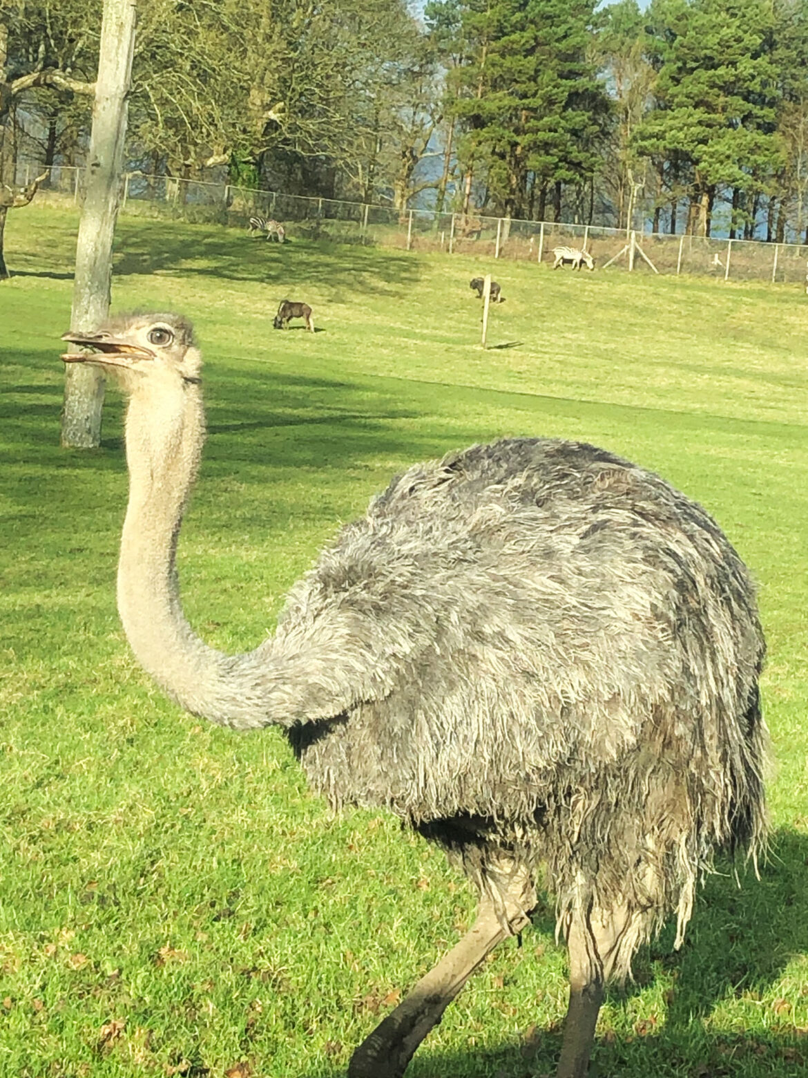 Longleat-Safari-Park-Warminster-507.jpg