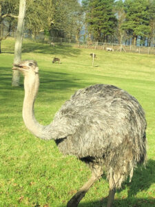 Longleat Safari Park and Adventure Gardens, Warminster, Wiltshire