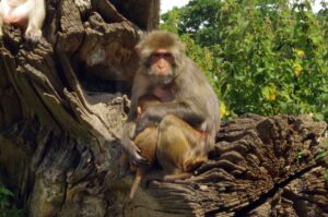 Longleat Safari Park and Adventure Gardens, Warminster, Wiltshire