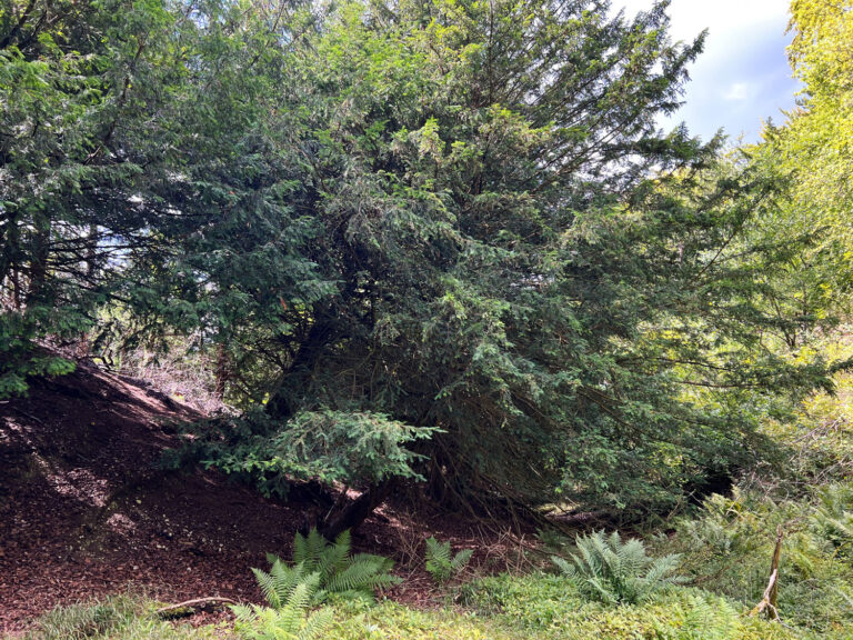 Hunt for a Stone Age Quarry in Shere Woodlands
